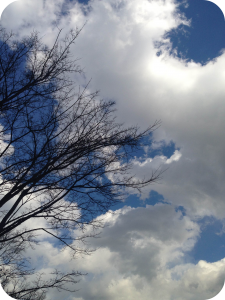 Branches_Clouds