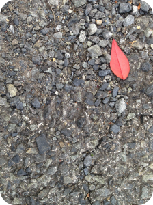 Red_Leaf_on_Asphalt