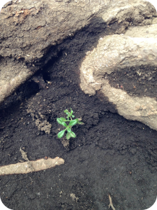 Roots_Soil