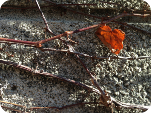 Vines_Leaf_Wall