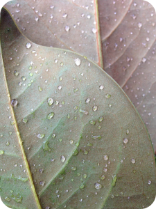 drops_on_leaves