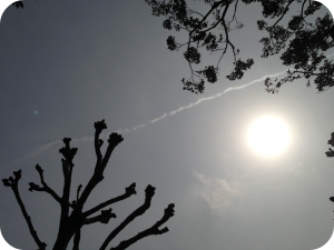 branches_sun_sky