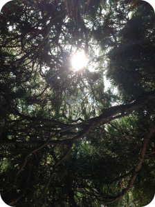 sunburst_through_branches