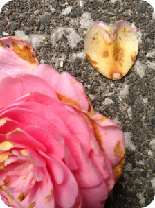 fallen_blossom_fallen_petal
